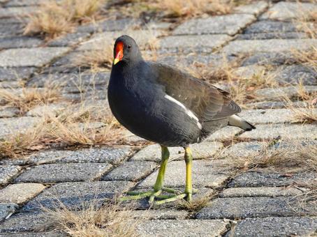 バン　成鳥 バン,水鳥,鳥の写真素材