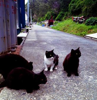 猫の島の猫 猫,猫の島,石巻市の写真素材