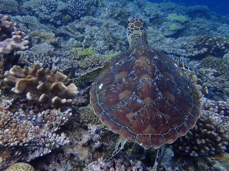 アオウミガメ アオウミガメ ウミガメ,魚,沖縄の写真素材