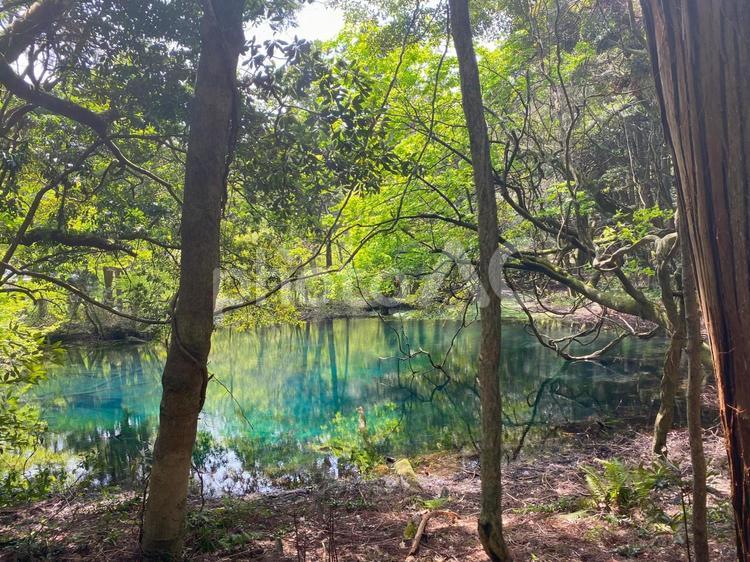 神秘的な青い池（丸池様） 丸池様,パワースポット,神秘的の写真素材