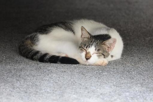 お昼寝 猫,昼寝,招き猫の写真素材