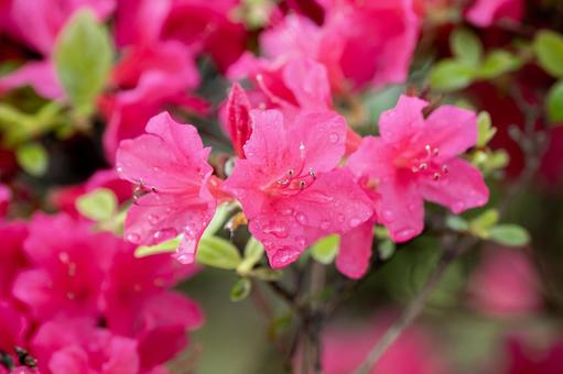 Azalea ⒁, JPG Azalea ⒁, JPG