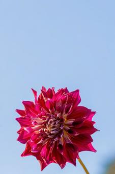 カラフルダリアの写真