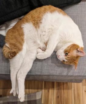 足を伸ばして丸まる猫(茶白ハチワレ) 足を伸ばして丸まる猫(茶白ハチワレ) ねこ,ネコ,catの写真素材