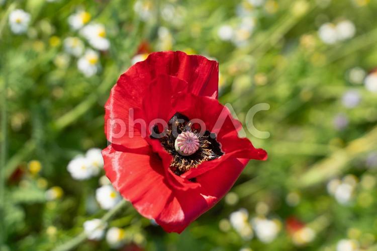 鮮やかに咲く赤いポピーの花③ ポピー,花,赤の写真素材