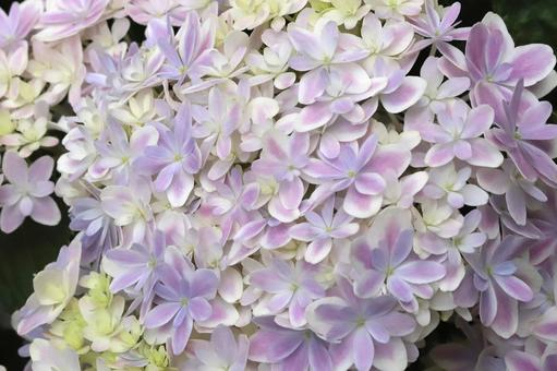 アジサイの花 植物,花,花びらの写真素材