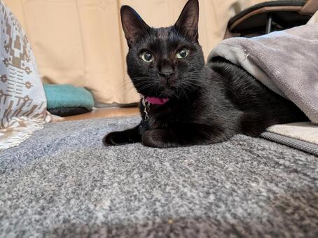 ネコ ねこ,ネコ,生き物の写真素材