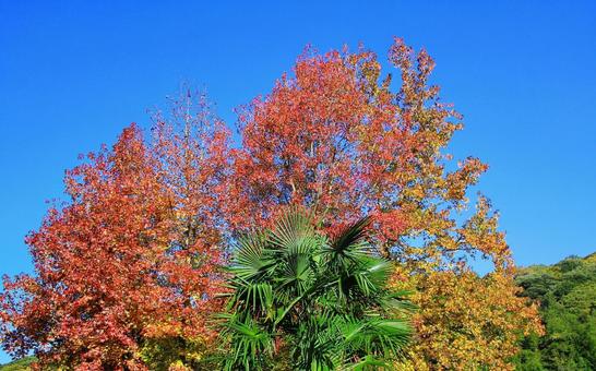 紅葉の木々とシュロの木と青空 紅葉,秋,木々の写真素材