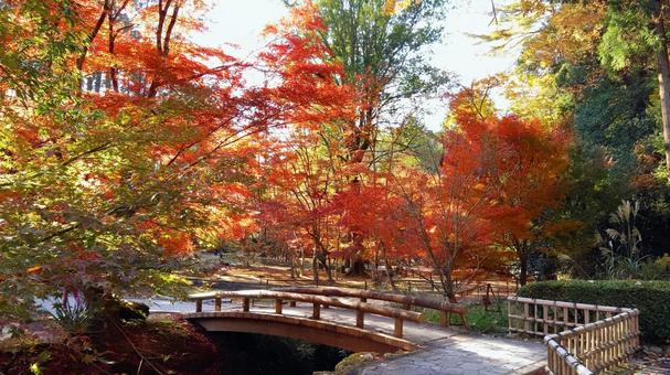 紅葉 紅葉,もみじ,秋の写真素材
