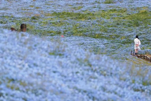 満開の花畑のイメージ 満開の花畑のイメージの写真