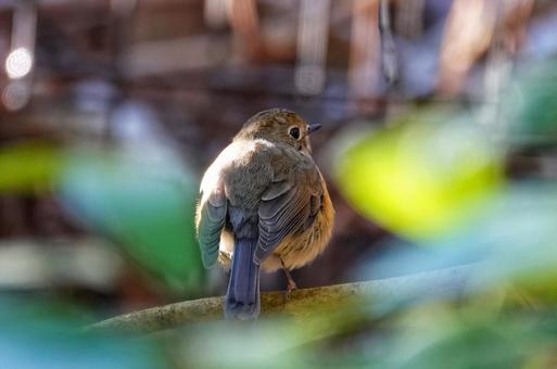 野鳥情報4 野鳥情報4の写真