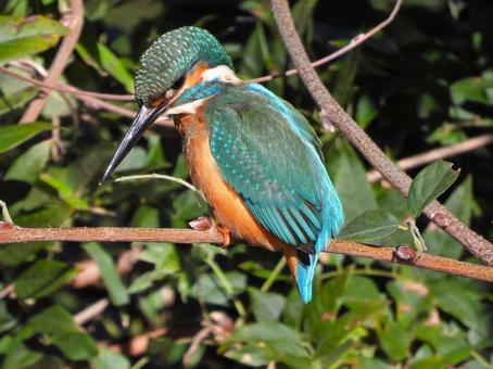 目前の細枝にとまったカワセミ2の写真