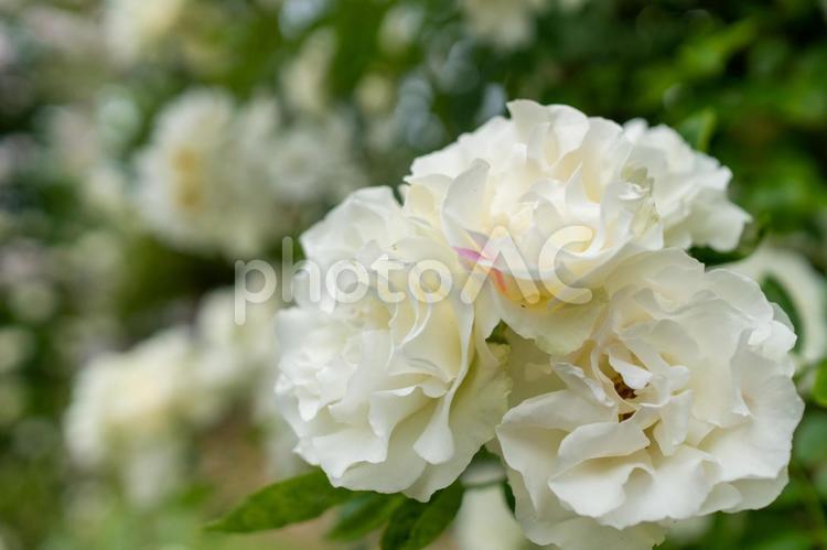 白い薔薇の花　クローズアップ 薔薇,バラ,白の写真素材
