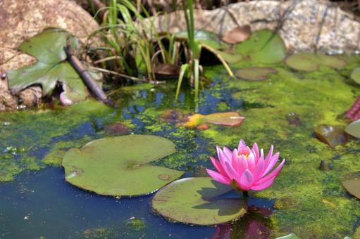 Lotus flower blooming in a pond, the national flower of India, JPG Lotus flower blooming in a pond, the national flower of India, JPG