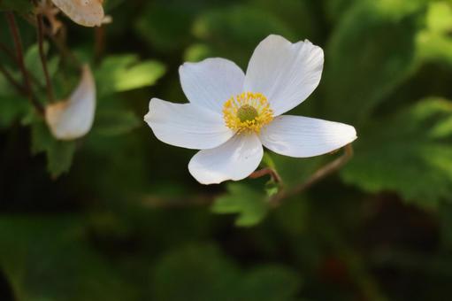 白い花びらのシュウメイギクの花のアップ 白い花びらのシュウメイギクの花のアップ 白い,花びら,シュウメイギクの写真素材