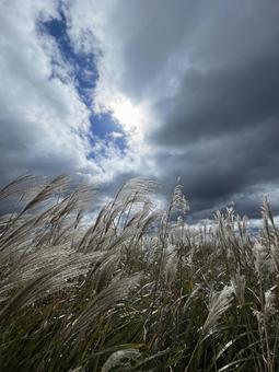 山の晩秋 ススキ,山,高原の写真素材