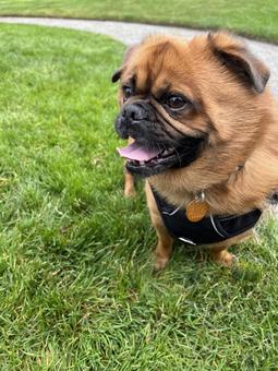 雑種犬 雑種犬 犬,ペット,短頭種の写真素材