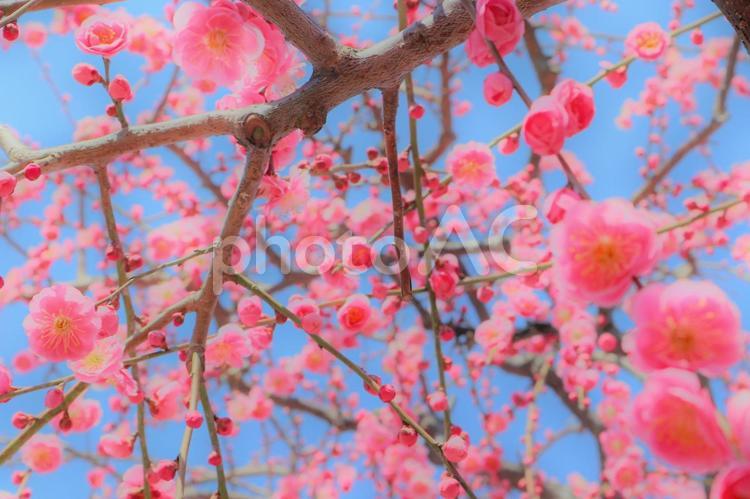 梅の花・しだれ梅 梅,初春,早春の写真素材