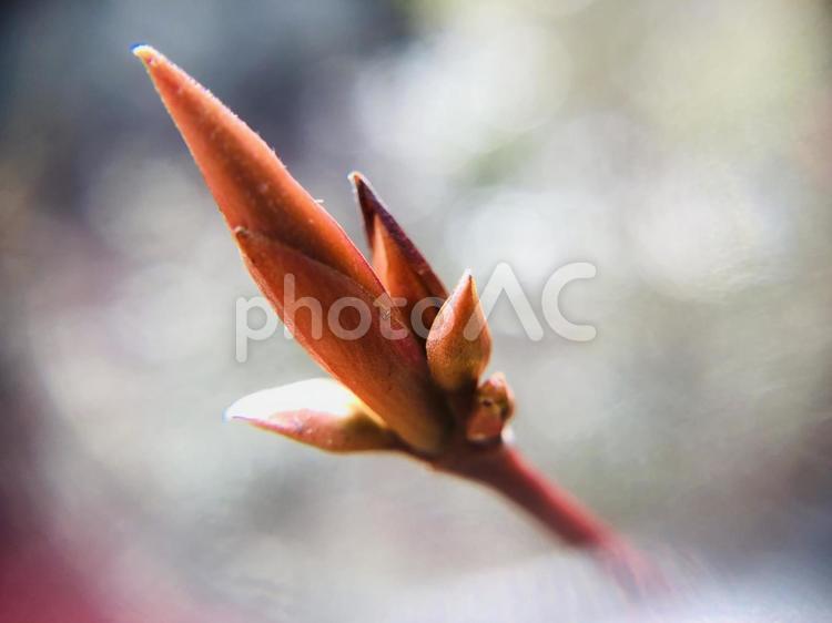 鳥のくちばしのように鋭いオレンジ色の蕾 蕾,登山,ガーデニングの写真素材