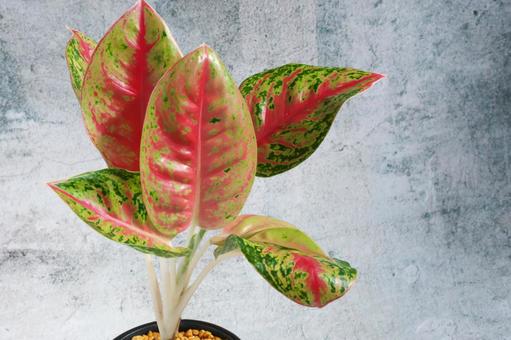 赤い葉脈アグラオネマ 観葉植物,アグラオネマ,葉の写真素材