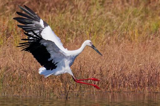 翼を広げて着水するコウノトリ コウノトリ,鸛,幸せを運ぶ鳥の写真素材