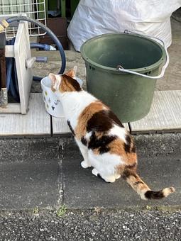 野良猫 野良猫 猫,野良猫,三毛猫の写真素材