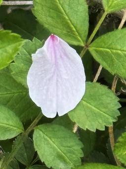 草の上に落ちた桜の花 草の上に落ちた桜の花の写真