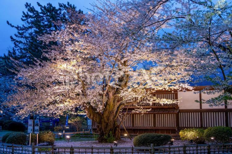 弘前公園最長寿のソメイヨシノライトアップ 弘前公園最長寿のソメイヨシノ,ライトアップ,夜景の写真素材