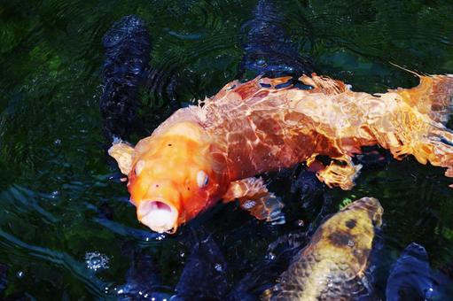 鯉のいる池 鯉のいる池 鯉,池,魚の写真素材