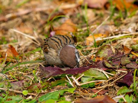 Sparrow walking on the ground, JPG