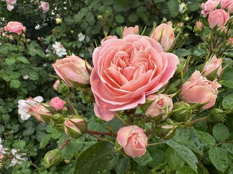 薄いピンクの薔薇 薄いピンクの薔薇 薔薇,バラ,ばらの写真素材