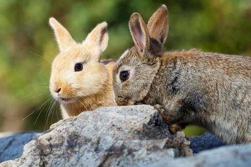 大久野島の兎 大久野島の兎 大久野島,野生動物,子ウサギの写真素材