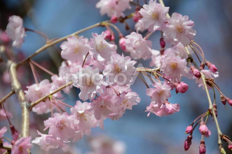 桜　花びら　花見　春　新生活　素材　背景 桜,花びら,花見の写真素材