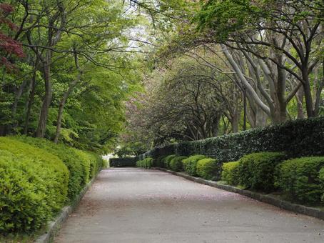 春の公園 八重桜の咲く園路 春の公園 八重桜の咲く園路の写真