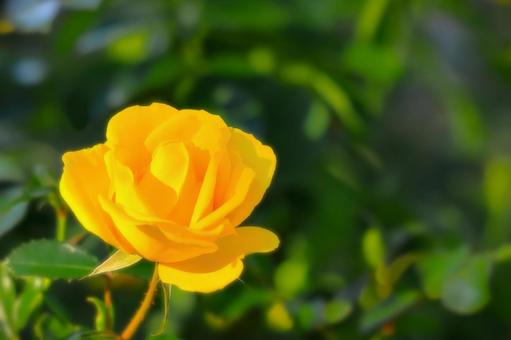 開花した黄色い秋咲きの薔薇の花 開花した黄色い秋咲きの薔薇の花 植物,花,薔薇の写真素材