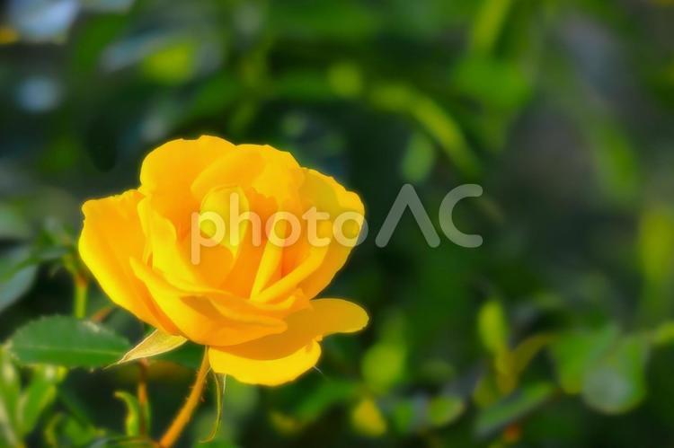開花した黄色い秋咲きの薔薇の花 植物,花,薔薇の写真素材