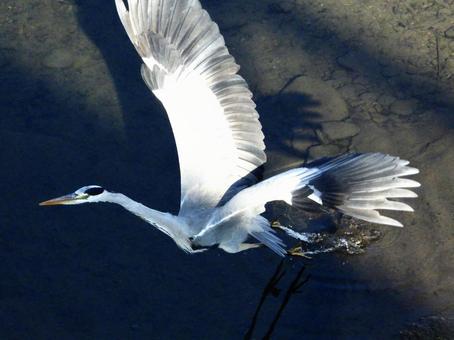 飛び立つアオサギ 飛び立つアオサギの写真