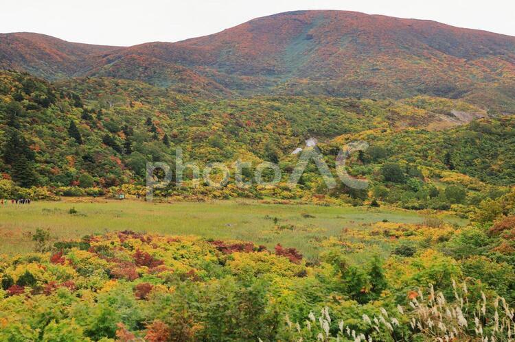 栗駒山の湿地帯 栗駒山,湿地帯,登山の写真素材