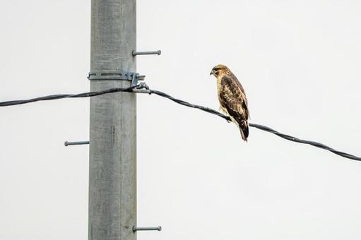 ノスリ(22) 鳥,ノスリ,鳥類の写真素材