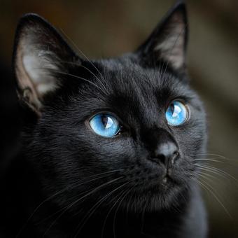 青い瞳が印象的な黒猫のクローズアップ 青い瞳が印象的な黒猫のクローズアップの写真