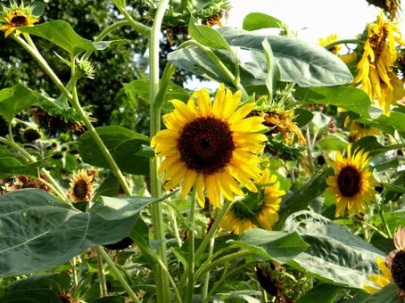植物園の花壇に咲く小柄なヒマワリ ヒマワリ,花,植物の写真素材
