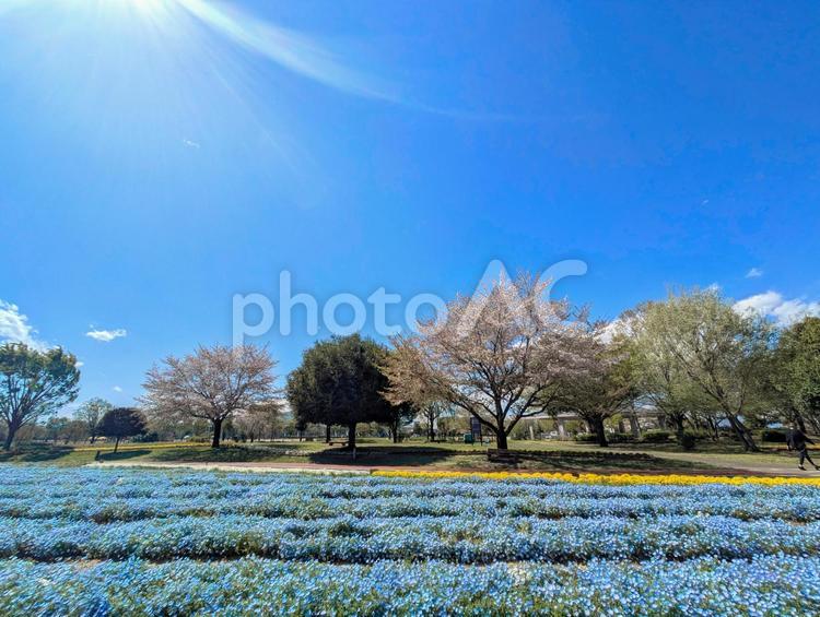 ネモフィラ畑 春,ネモフィラ畑,ネモフィラの写真素材