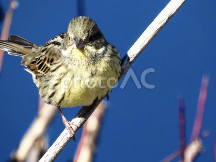 ヨシにつかまるアオジ 鳥,野鳥,アオジの写真素材