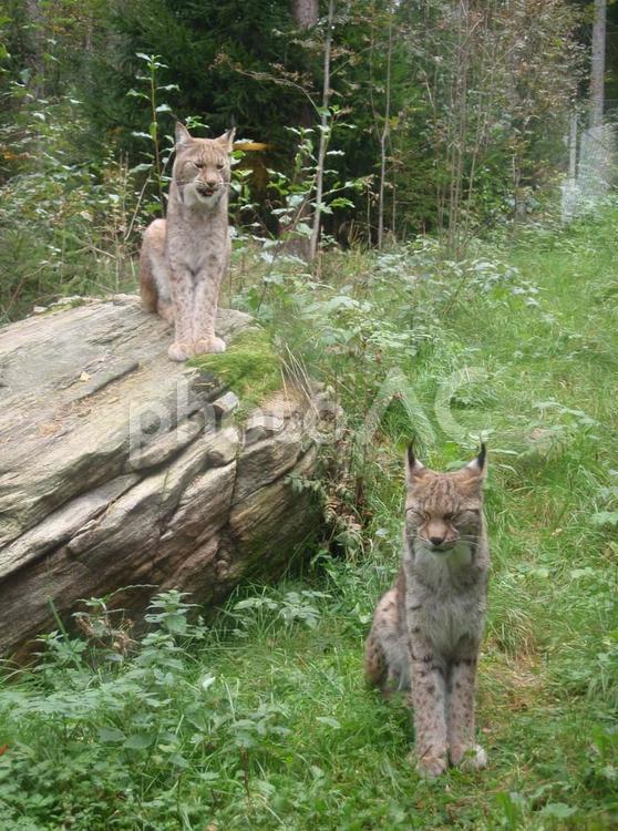 動物園の大きなネコ ネコ,猫科,大型の写真素材