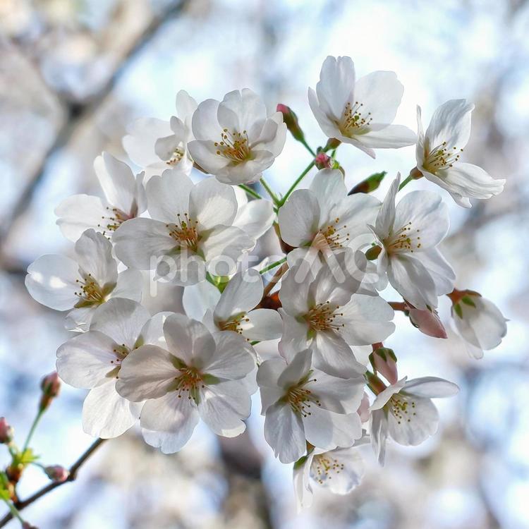 光に透かされた桜 桜,満開,お花見の写真素材