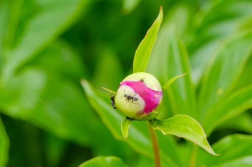 咲き始めの白い芍薬 芍薬,花,白の写真素材