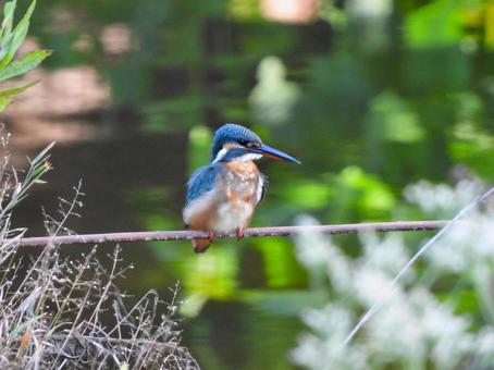 横に伸びた枯れ枝にとまるカワセミ2の写真