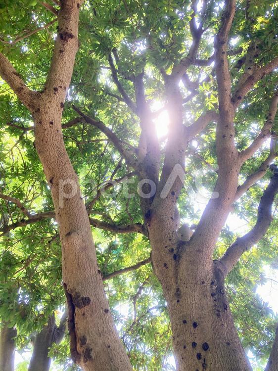 緑が生茂る自然の中の木々の写真素材_c_11 木,自然,風景の写真素材