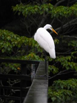 橋の欄干の上のダイサギ4 橋の欄干の上のダイサギ4の写真