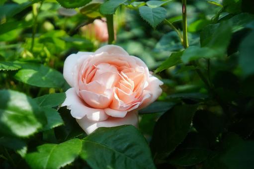 薔薇 薔薇,バラ,花の写真素材